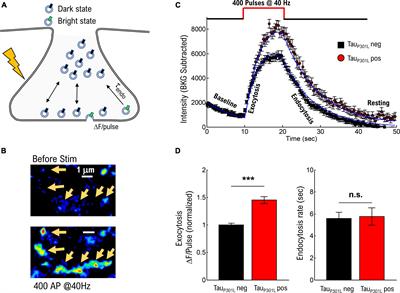 rTg(TauP301L)4510 mice exhibit increased VGlut1 in hippocampal presynaptic glutamatergic vesicles and increased extracellular glutamate release